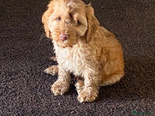 Cockapoo dogs - Advert 14