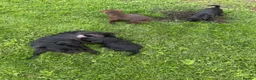 Patterdale Terrier dogs for sale: Patterdale Puppies - Advert 6