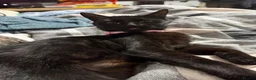 Mixed Breed cats for sale: Mixed breed kittens  - Advert 1