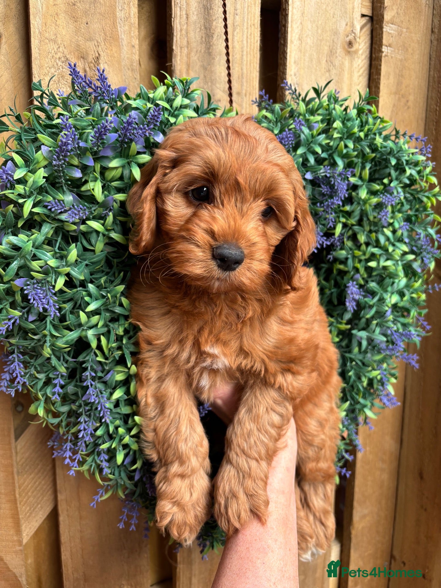 Cockapoo dogs READY NOW Toy cockapoo puppies.  - Advert 16