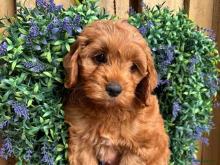 Cockapoo dogs READY NOW Toy cockapoo puppies. - Advert 16