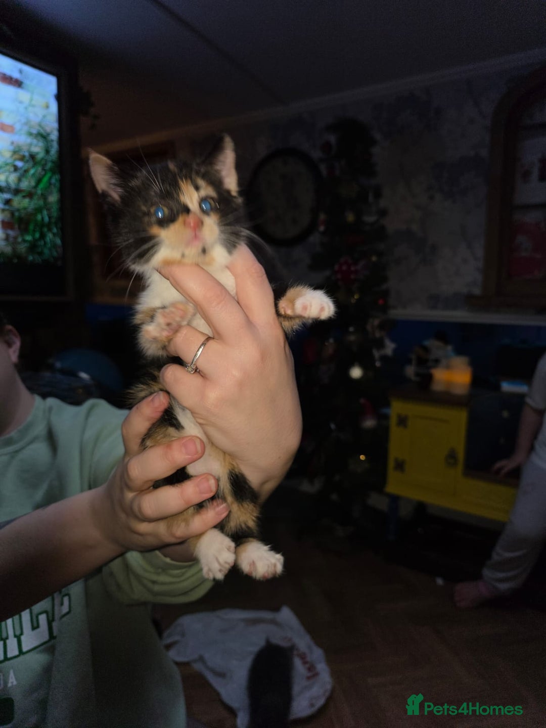 Mixed Breed cats for sale: 2 female kittens  - Advert 6