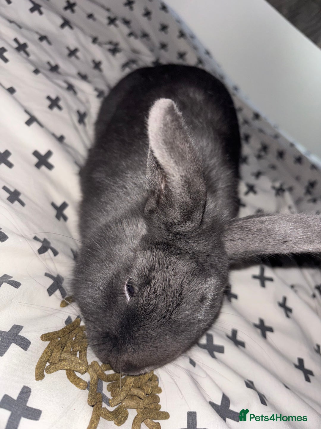 Lionhead rabbits for sale: Lion head rabbit grey bule eyes  - Advert 4