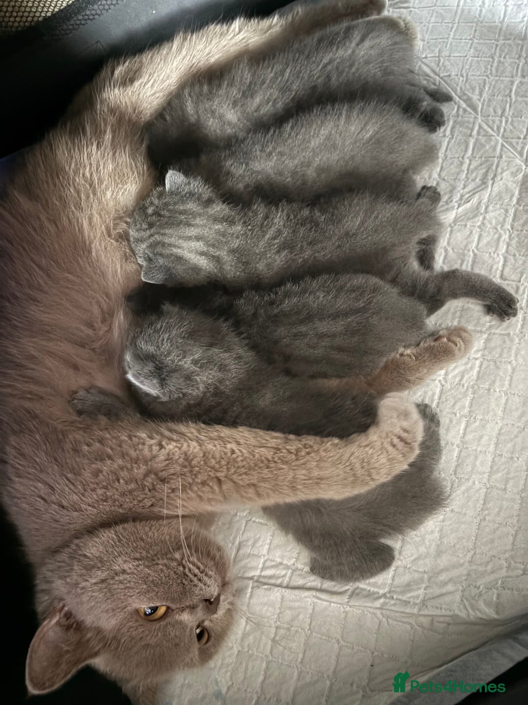 British Shorthair cats for sale: Stunning GCCF BSH kittens (2 MALES left) - Image 4