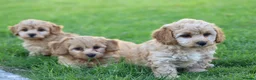 Cavapoochon dogs for sale: CAVAPOOCHON PUPPIES FOR SALE - Advert 36