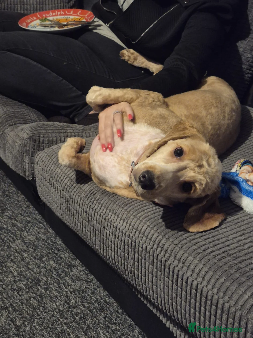 Mixed Breed dogs for sale: Cockerpoo spaniel - Advert 1