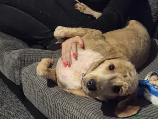 Mixed Breed dogs Cockerpoo spaniel - Advert 1