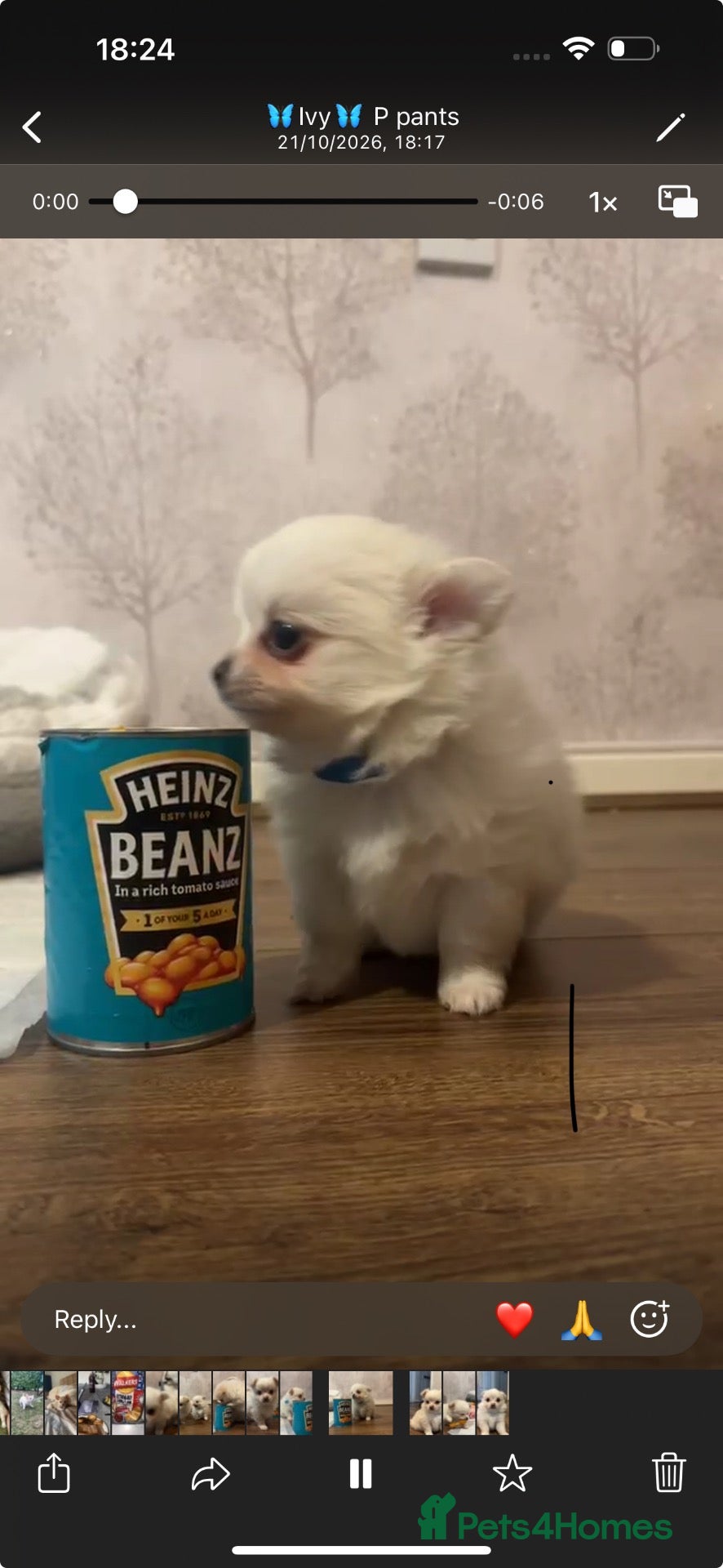 Pomchi dogs Chihuahua x Pomeranian Puppies - Advert 4