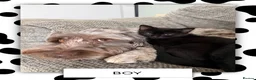 Ragdoll cats for sale: Ragdoll X Bombay kittens for sale in Durham - Advert 6