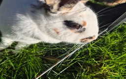 Mini Lop rabbits for sale: Gorgeous Mini Lop X Rex Kits  - Advert 4