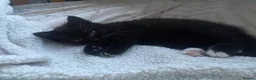 Mixed Breed cats for sale: 3 kittens and Mum Cat - Advert 12