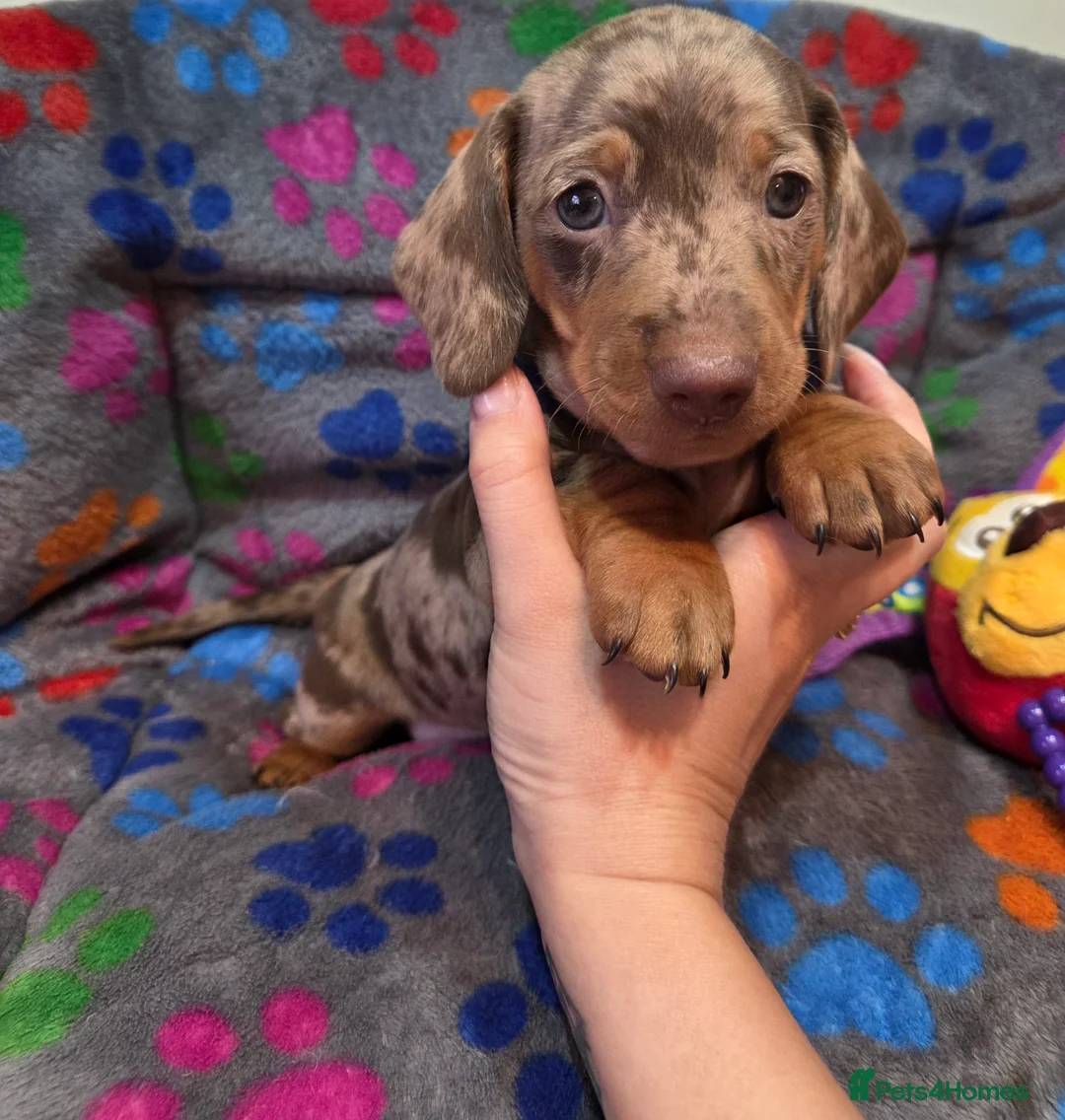 Miniature Dachshund dogs for sale: Kc Miniature Dachshunds  puppies  - Advert 8