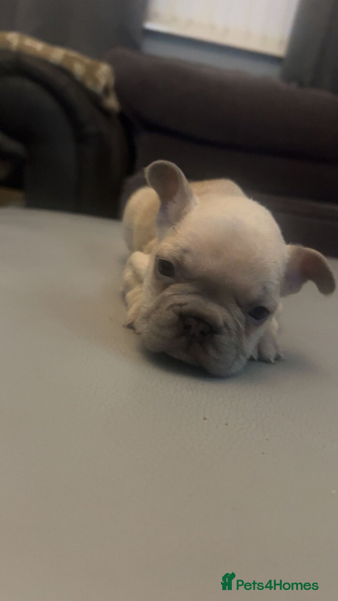 French Bulldog dogs for sale: French bulldogs reduced  ❤️  - Advert 5