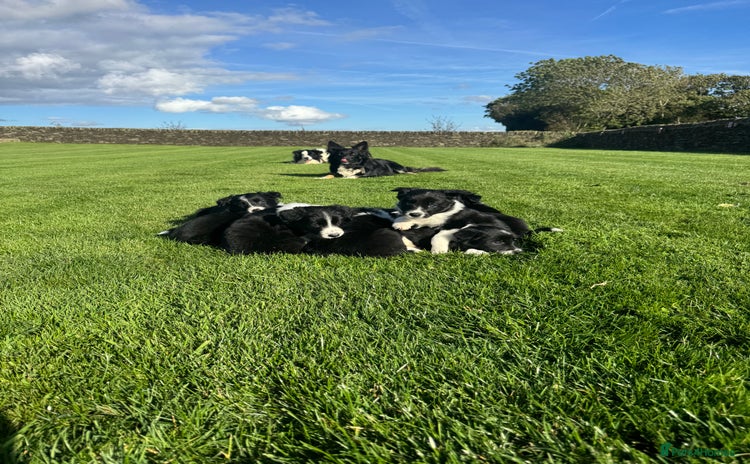 Border Collie dogs - Advert 4