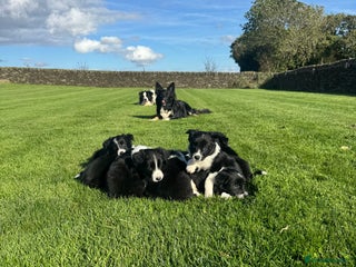 Border Collie dogs - Advert 2