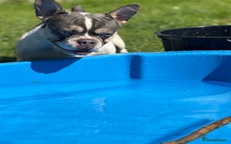 French Bulldog dogs for sale: Still looking for a new home RFG health tested boy - Image 14