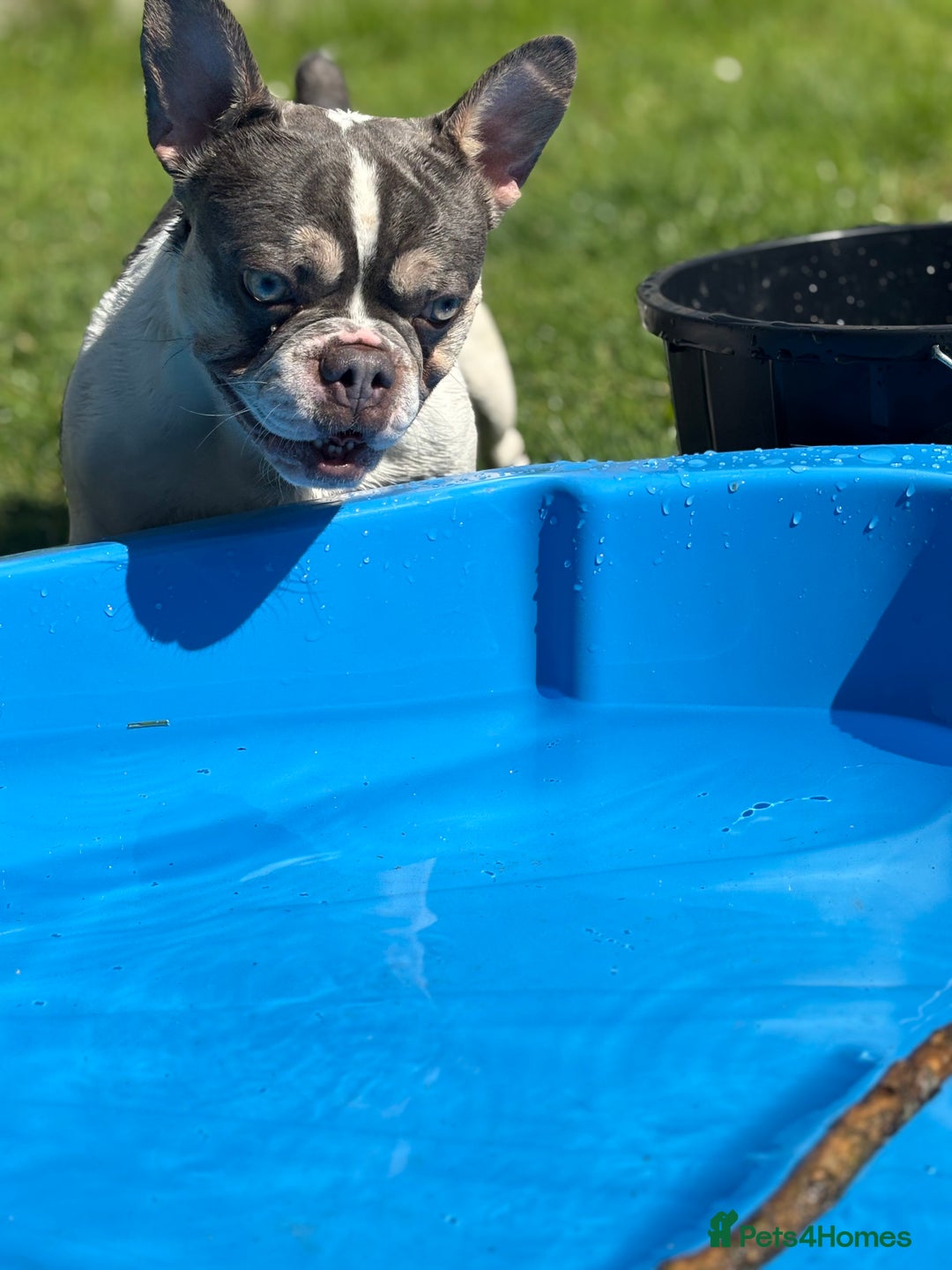 French Bulldog dogs for sale: Still looking for a new home RFG health tested boy - Image 14