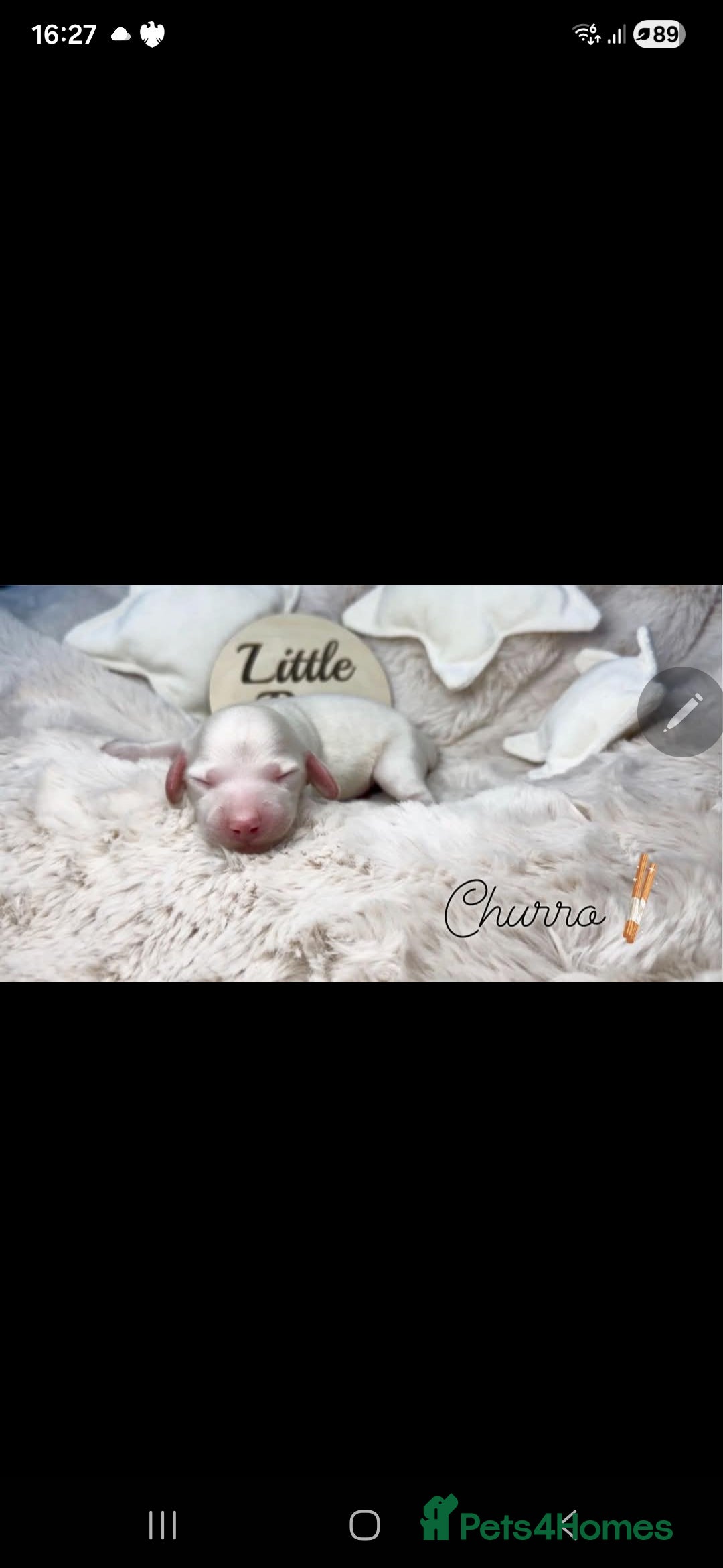 Miniature Dachshund dogs for stud: KC REG ONE OF A KIND ee/ii CREAM MINI DACHSHUND in Hinckley - Advert 36