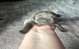 Staffordshire Bull Terrier dogs for sale: Quality Blue Staffies - Image 24