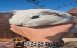 Mini Lop rabbits for sale: Guinea Pigs in Walsall - Image 12