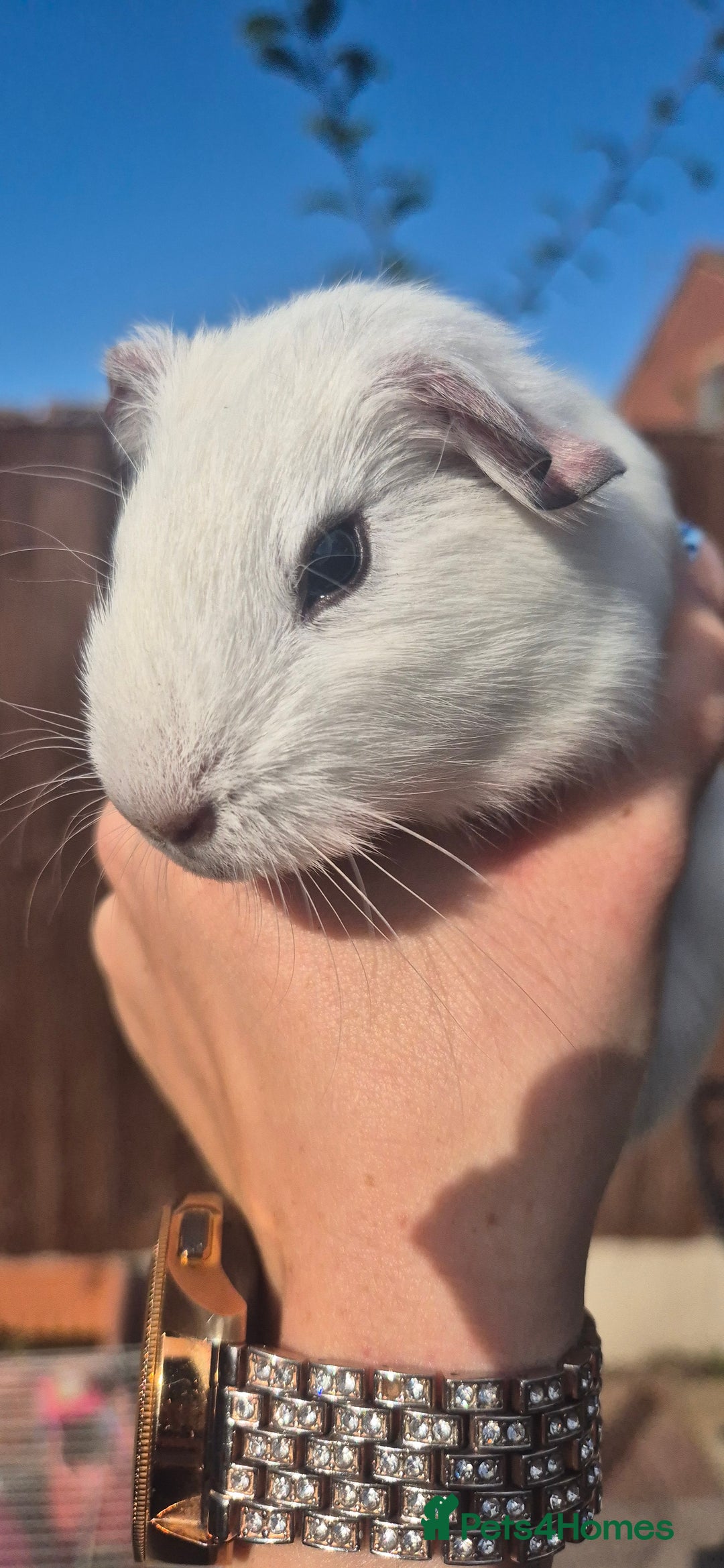 Mini Lop rabbits for sale: Guinea Pigs in Walsall - Image 12