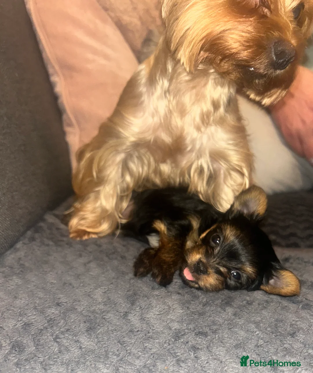 Yorkshire Terrier dogs for sale: Stunning Yorkshire Terriers Puppies  - Advert 24