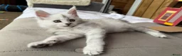 Maine Coon cats for sale: Very Beautiful shaded GCCF reg Maine coon kittens  - Advert 9