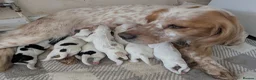 Sprocker dogs for sale: Stunning litter of sprockers  - Advert 20