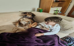 Mixed Breed dogs for sale: Medium sized spayed female 5 years old - Image 2