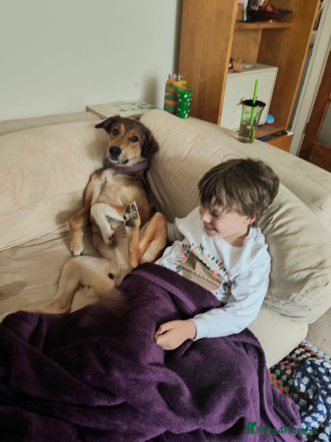 Mixed Breed dogs for sale: Medium sized spayed female 5 years old - Image 2