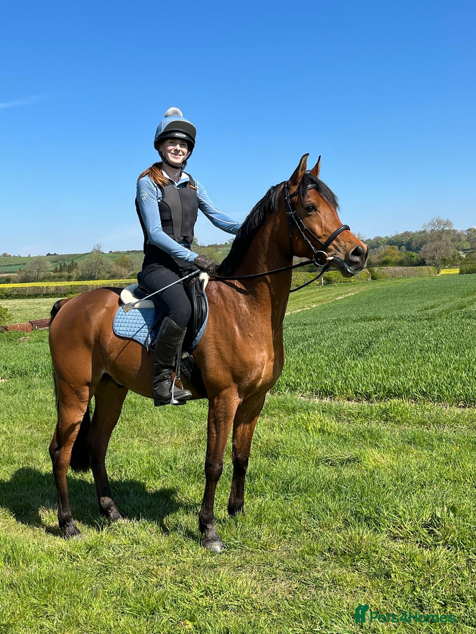 Arabian horse horses Eyecatching Arabian Gelding - Allrounder - Advert 1