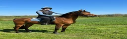 Arabian horse horses for sale: Eyecatching Arabian Gelding - Allrounder in Northallerton - Advert 1