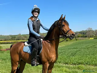 Arabian horse horses Eyecatching Arabian Gelding - Allrounder - Advert 1