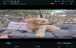 Goldendoodle dogs for sale: F1 Golden doodles by Varity Doodles  - Image 1