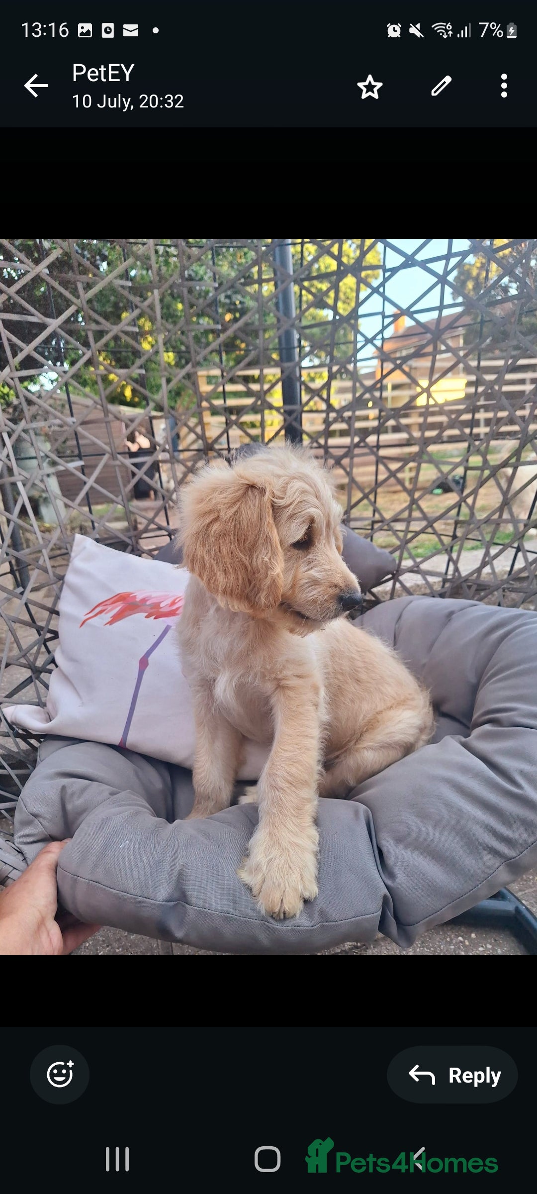 Goldendoodle dogs for sale: F1 Golden doodles by Varity Doodles  - Image 1