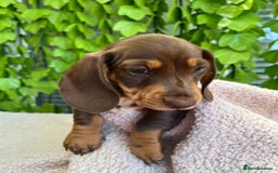 Dachshund dogs for sale: Dachshund Puppy - Image 4