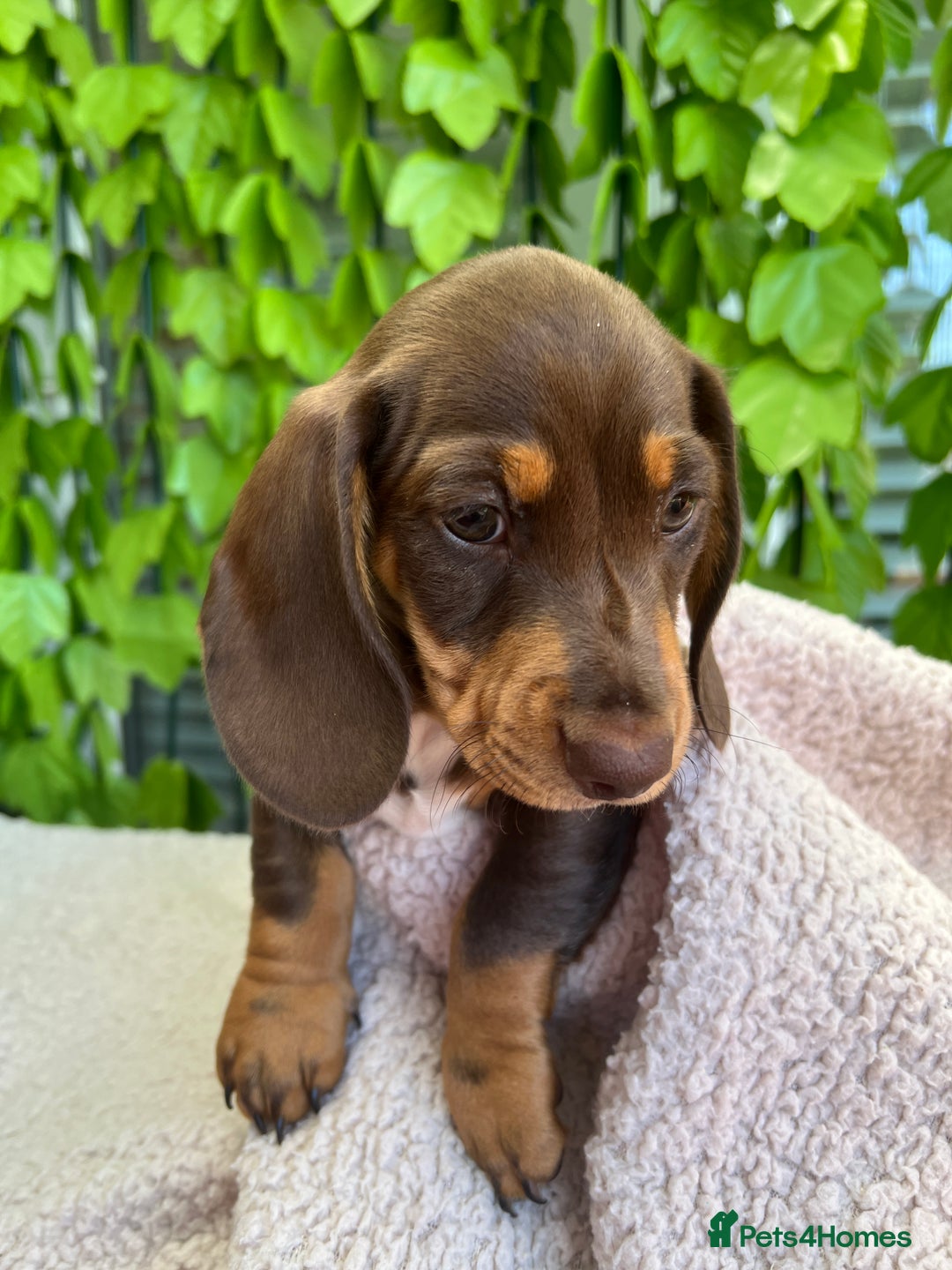 Dachshund dogs for sale: Dachshund Puppy - Image 4