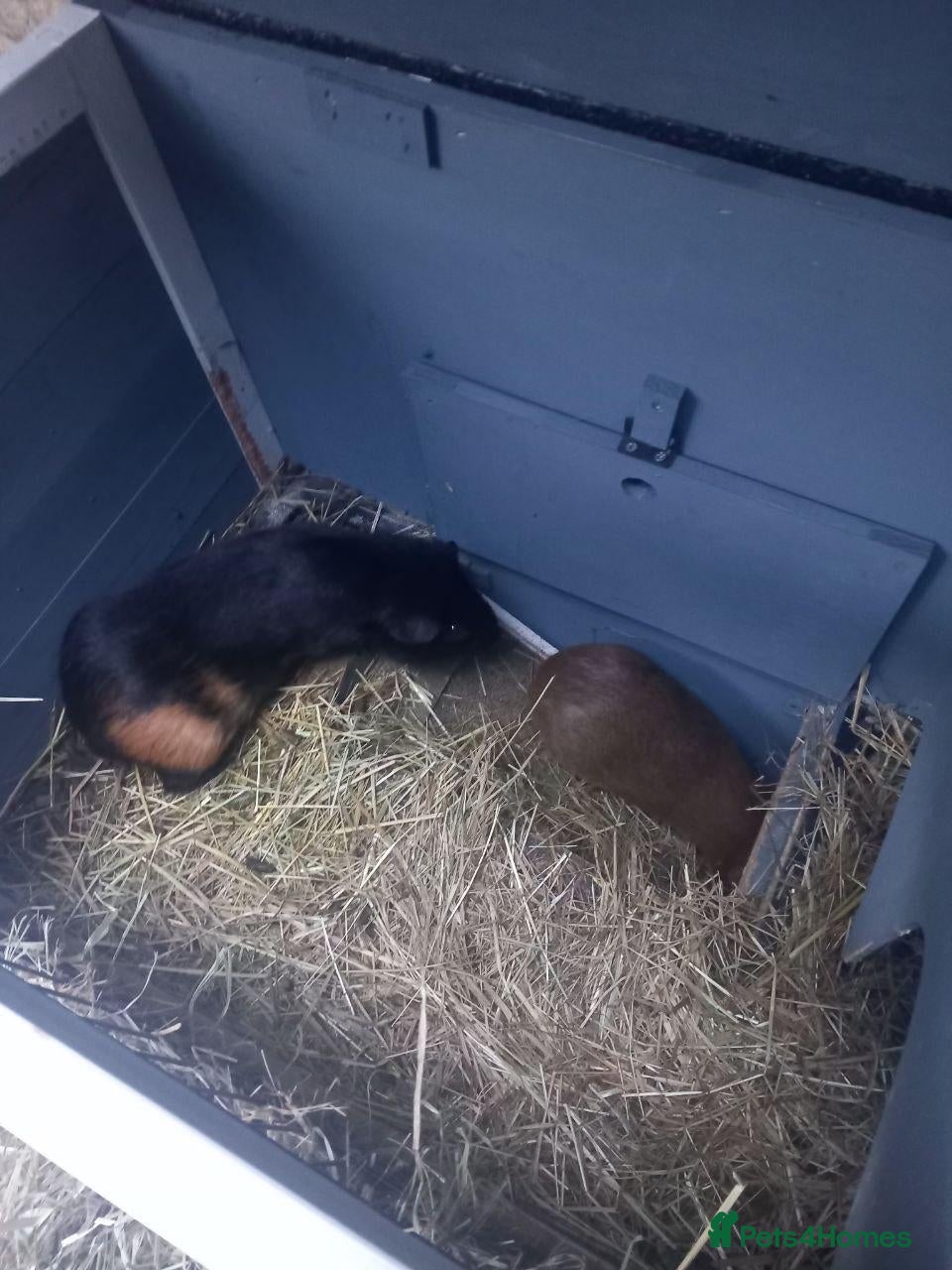 Guinea Pig rodents for sale: Guinea Pigs + Hutch  - Advert 1