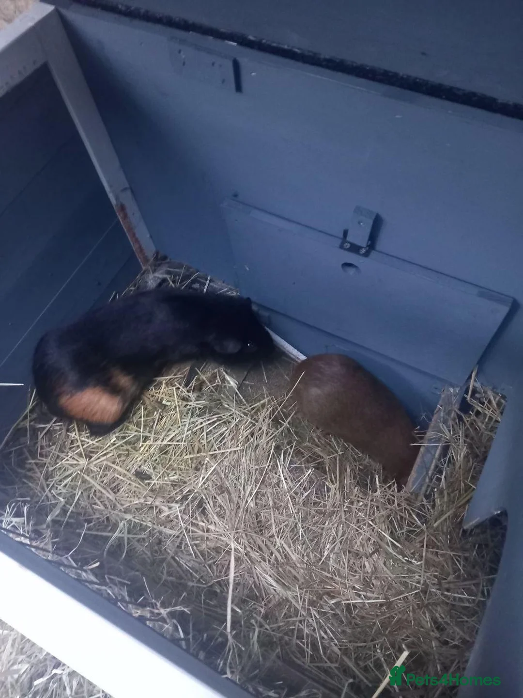 Guinea Pig rodents for sale: Guinea Pigs + Hutch  - Advert 1