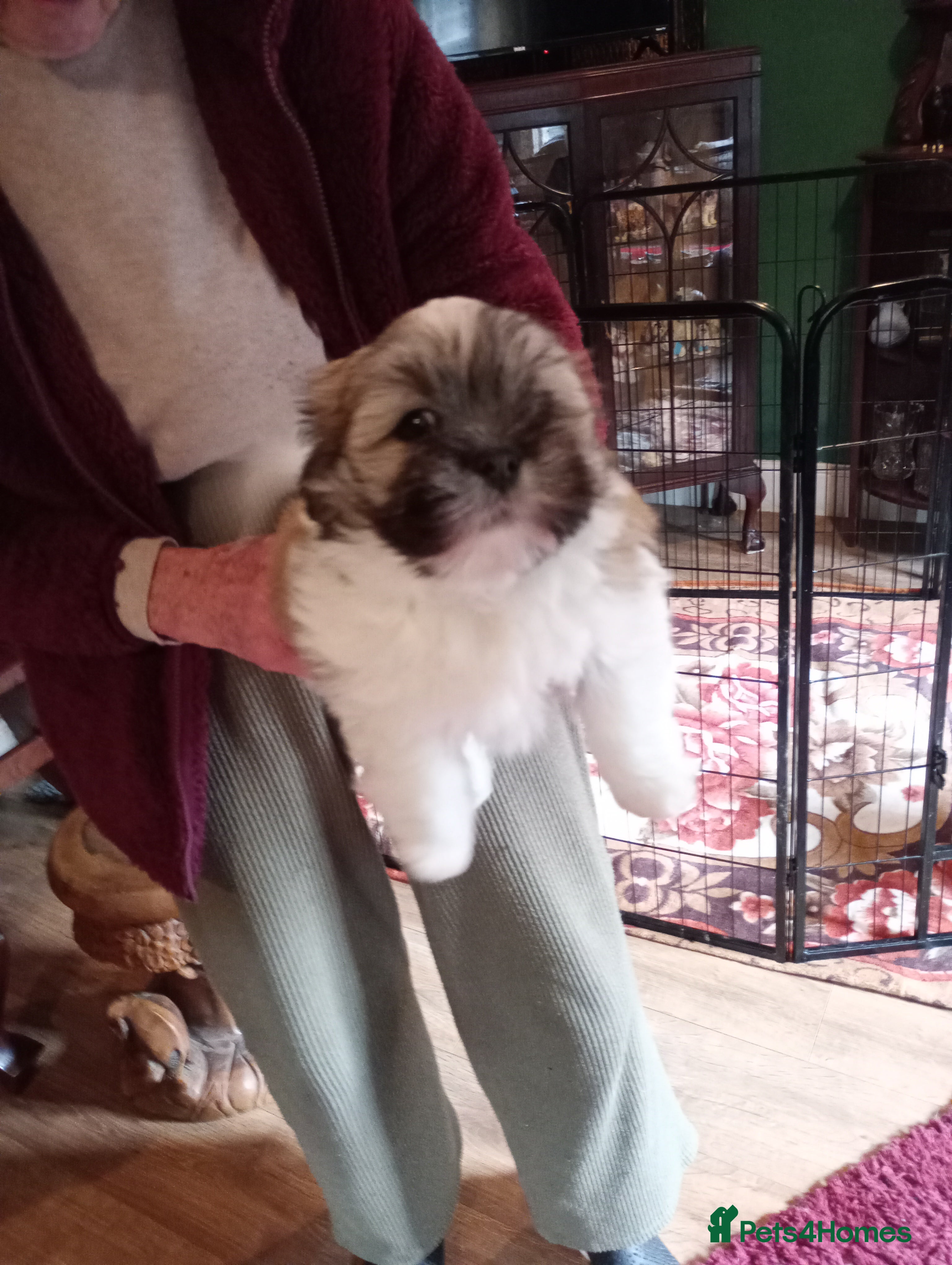 Lhasa Apso dogs LHASA APSO PUPPIES - Advert 1