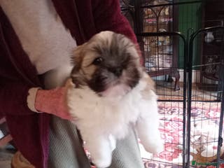 Lhasa Apso dogs LHASA APSO PUPPIES - Advert 2