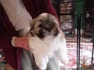 Lhasa Apso dogs LHASA APSO PUPPIES - Advert 5