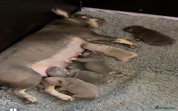 French Bulldog dogs for sale: Beautiful frenchies - Image 5