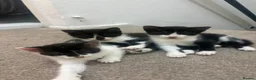 British Shorthair cats for sale: Beautiful black and white kittens ready - Advert 6