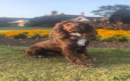 Cocker Spaniel dogs for stud: Cocker spaniel stud  - Image 2