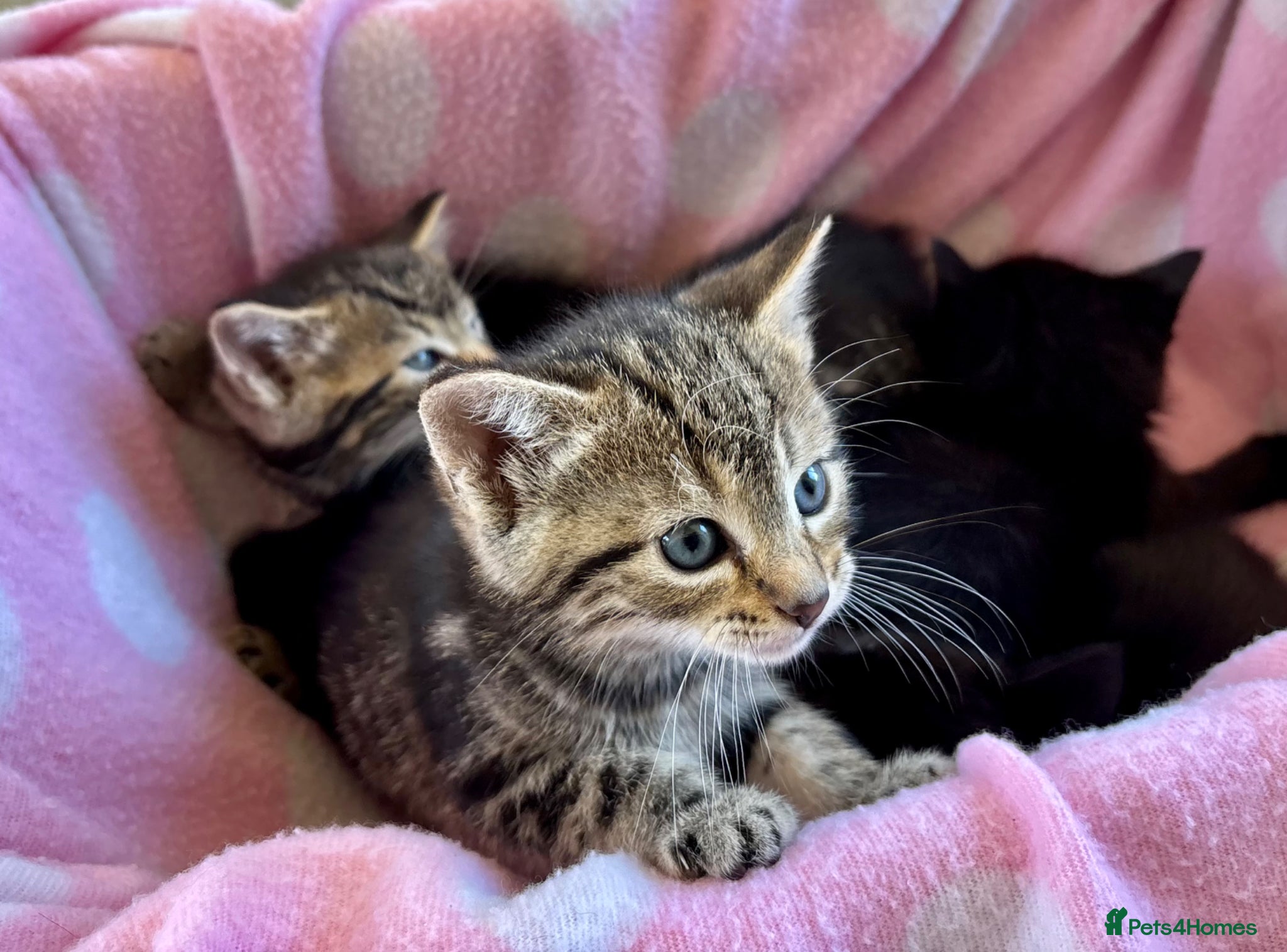 Domestic Shorthair cats 5 beautiful Kittens for sale - Advert 8