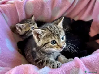 Domestic Shorthair cats 5 beautiful Kittens for sale - Advert 8