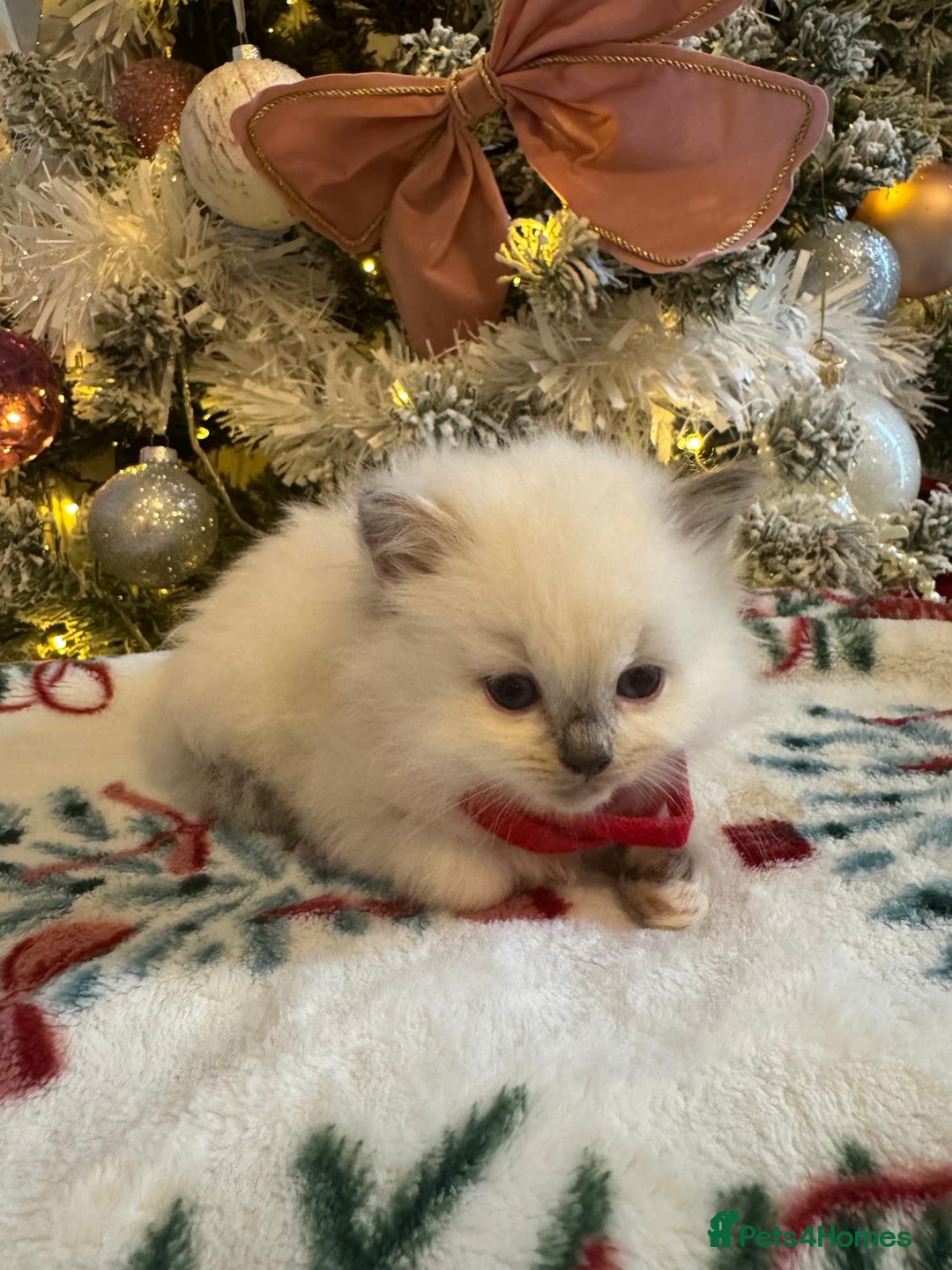 Ragdoll cats for sale: Purebred Ragdolls for sale - Advert 18