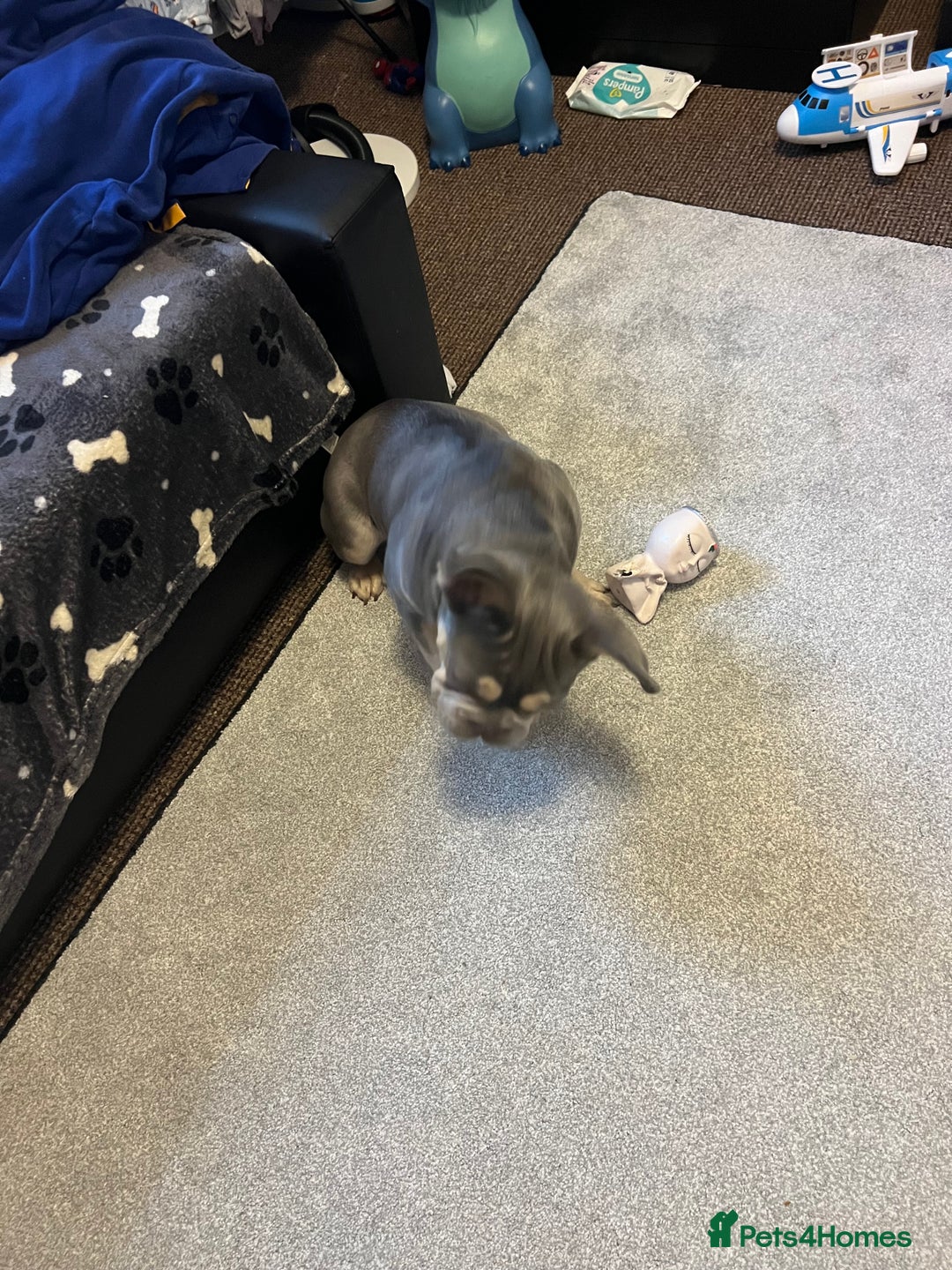 French Bulldog dogs for sale: French Bulldog  - Advert 8