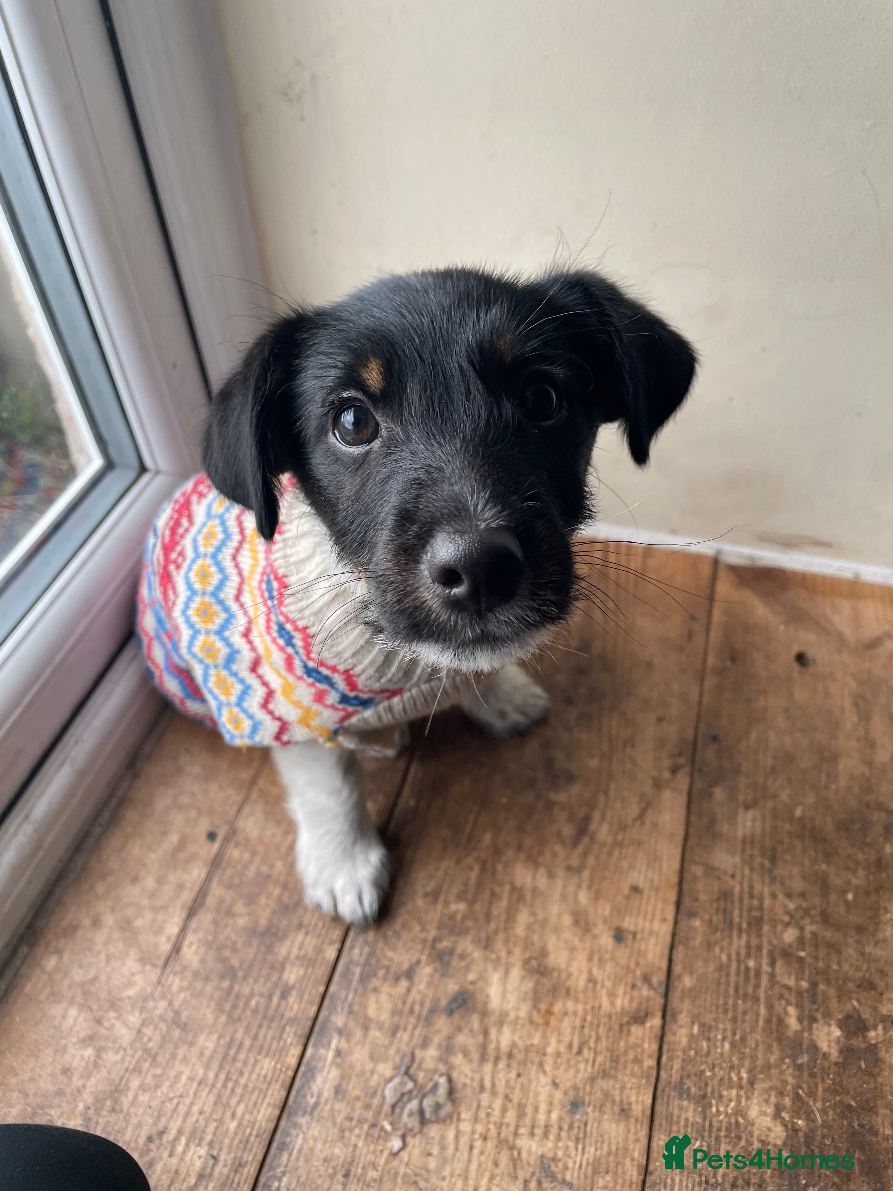 Jack Russell dogs Jack Russell puppies ONE BOY LEFT  - Advert 10
